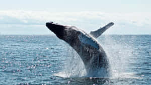 Minke Whale Breaching Wallpaper