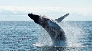Minke Whale Breaching Wallpaper