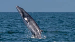 Minke Whale Breaching Wallpaper