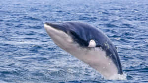 Minke Whale Breachingin Blue Ocean Wallpaper