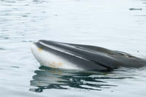 Minke Whale Surfacing Wallpaper