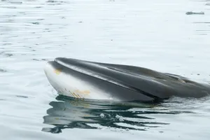 Minke Whale Surfacing Wallpaper