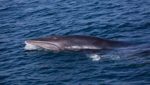 Minke Whale Surfacing Wallpaper