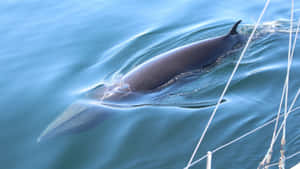 Minke Whale Surfacing Near Boat.jpg Wallpaper