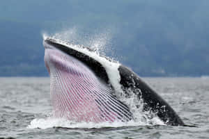 Minke Whale Surfacing Wallpaper