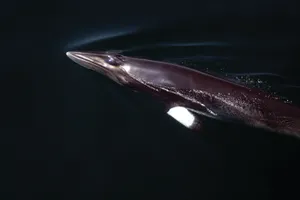 Minke Whale Surfacingin Dark Waters Wallpaper