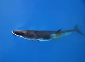 Minke Whale Underwater Graceful Swim.jpg Wallpaper