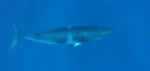 Minke Whale Underwater Graceful Swim Wallpaper