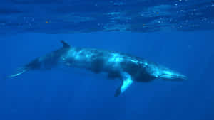 Minke Whale Underwater Wallpaper