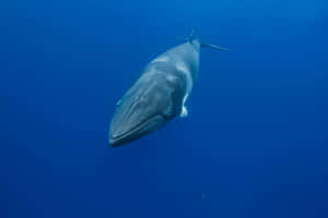 Minke Whale Underwater Portrait Wallpaper