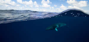 Minke Whale Underwater Split View Wallpaper