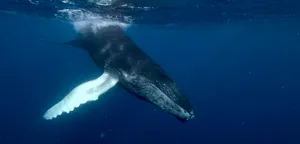 Minke Whale Underwater Swimming.jpg Wallpaper