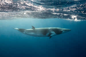 Minke Whale Underwater Wallpaper