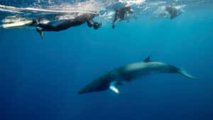 Minke Whale With Divers Underwater Wallpaper