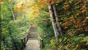 Minnesota Hidden Forest Trail Wallpaper