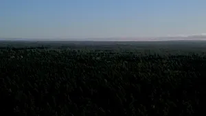 Minnesota North Woods Forest Wallpaper