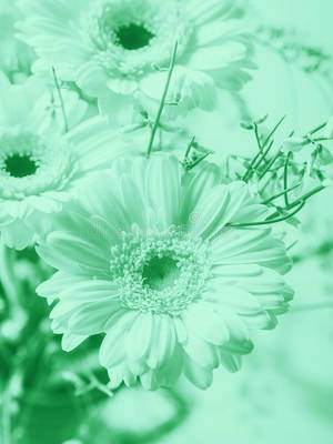 Mint Green Aesthetic Flowers Wallpaper