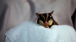 Mischievous Sugar Glider Wallpaper