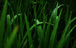 Mist Grasses Most Beautiful Rain Wallpaper