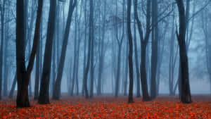 Misty Autumn Forest Glow Wallpaper