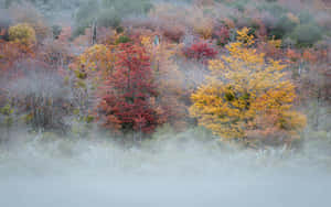 Misty Autumn Forest Scenery Wallpaper