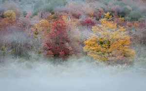 Misty Autumn Forest Scenery Wallpaper