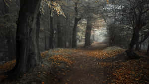 Misty Autumn Pathway.jpg Wallpaper