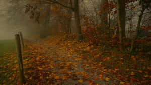 Misty Autumn Pathway.jpg Wallpaper