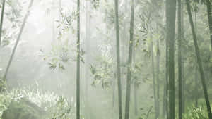 Misty_ Bamboo_ Forest_ Serenity.jpg Wallpaper
