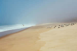 Misty Beige Beach With Seagulls.jpg Wallpaper