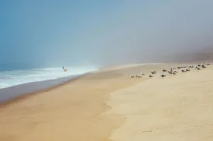 Misty Beige Beach With Seagulls.jpg Wallpaper
