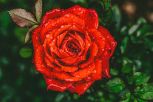 Misty Blooming Red Rose Wallpaper