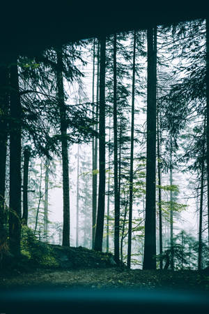 Misty Forest 4k Iphone 6 Plus Wallpaper