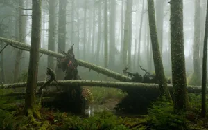 Misty Forest Dagobah Ambiance Wallpaper