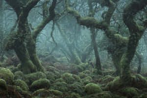 Misty Forest Dagobah Like Scene Wallpaper