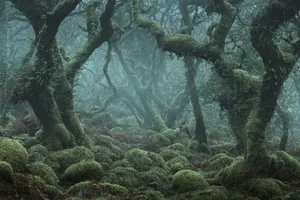 Misty Forest Dagobah Like Scene Wallpaper