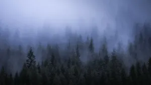 Misty Forest Dark Aesthetic Wallpaper