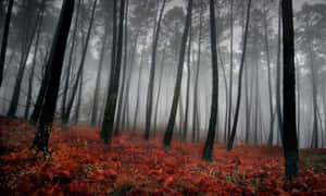 Misty Forest Fall Red Foliage Wallpaper