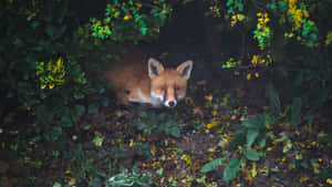 Misty Forest Fox Hiding Wallpaper