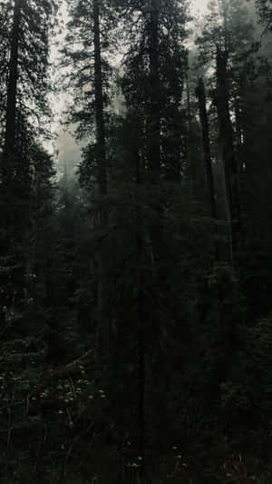 Misty Forest Gloom.jpg Wallpaper