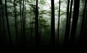 Misty_ Forest_ Gloom.jpg Wallpaper