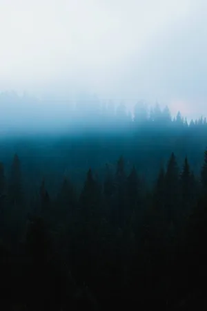 Misty Forest Gradient Wallpaper