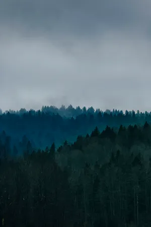 Misty Forest Green Aesthetic Wallpaper