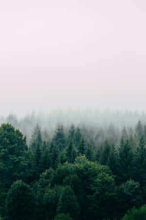 Misty Forest Green Aesthetic Wallpaper