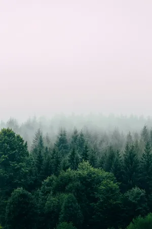 Misty Forest Green Aesthetic Wallpaper