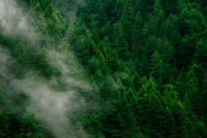 Misty_ Forest_ Green_ Canopy.jpg Wallpaper