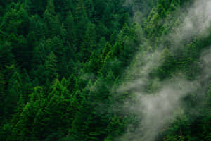 Misty_ Forest_ Greenery Wallpaper