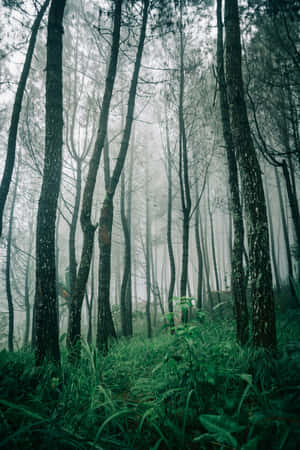 Misty Forest Greenery.jpg Wallpaper