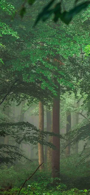 Misty Forest Greenery Wallpaper