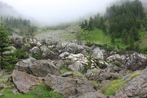 Misty Forest In Kosovo Wallpaper